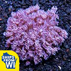 Flower Pot Coral, Purple